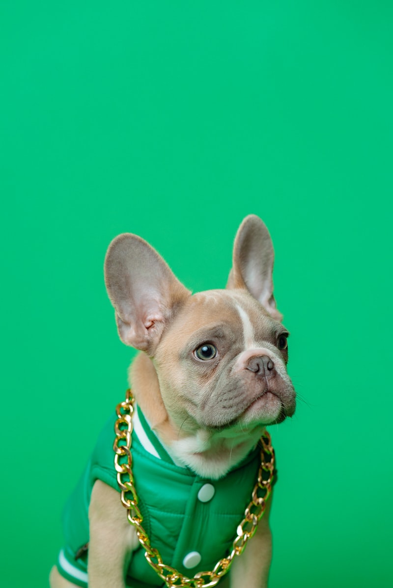 About Polly's Pet Care