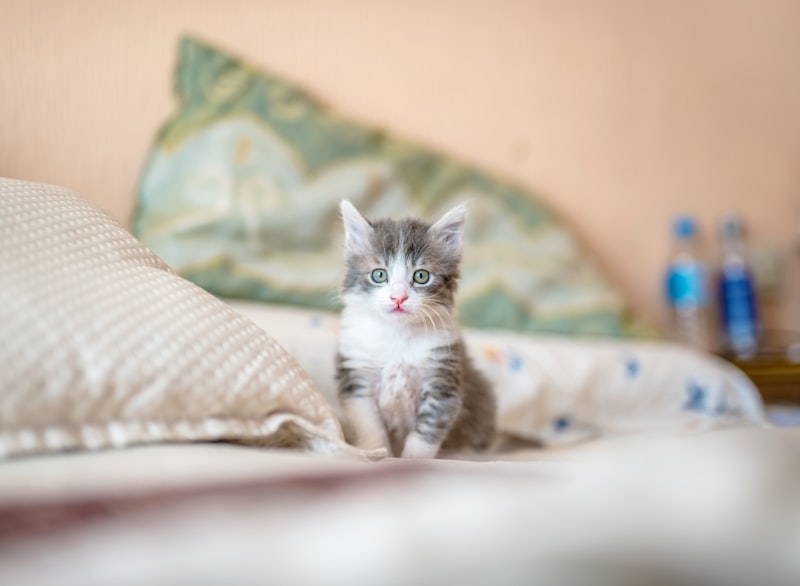 Cat care at home