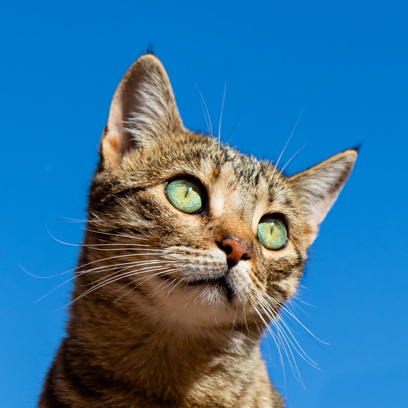 Cat care