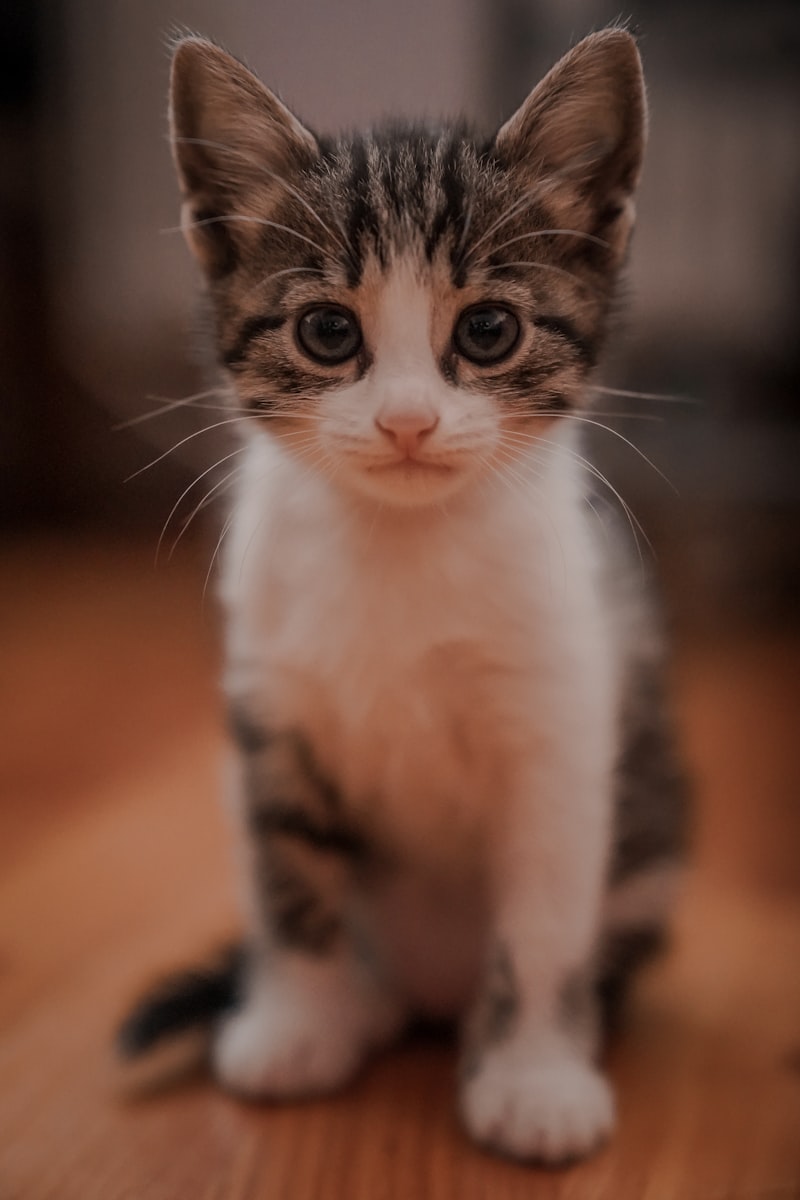 Pet Sitting Chislehurst