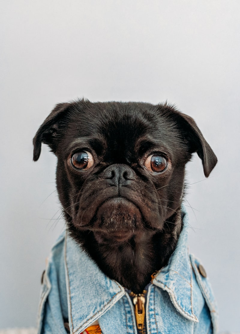Dog behaviour
