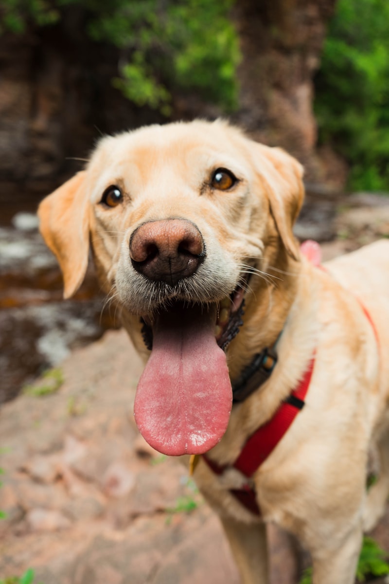 Happy dogs cared for by Polly's Pet Care