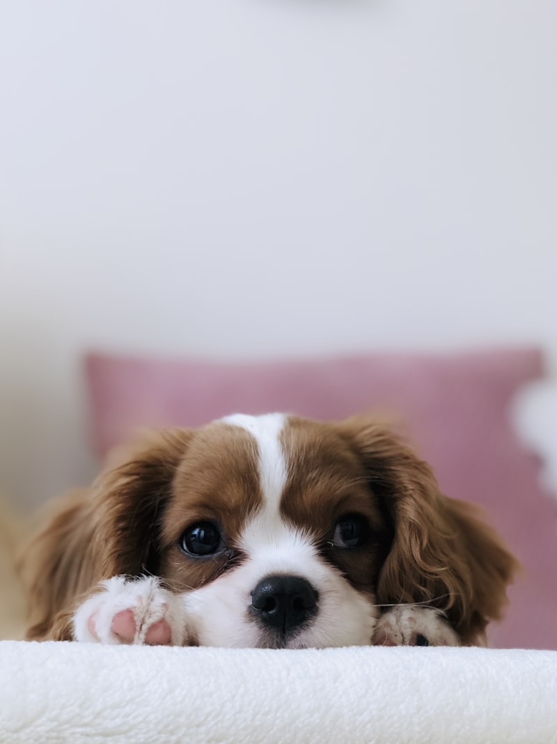 Pet sitting