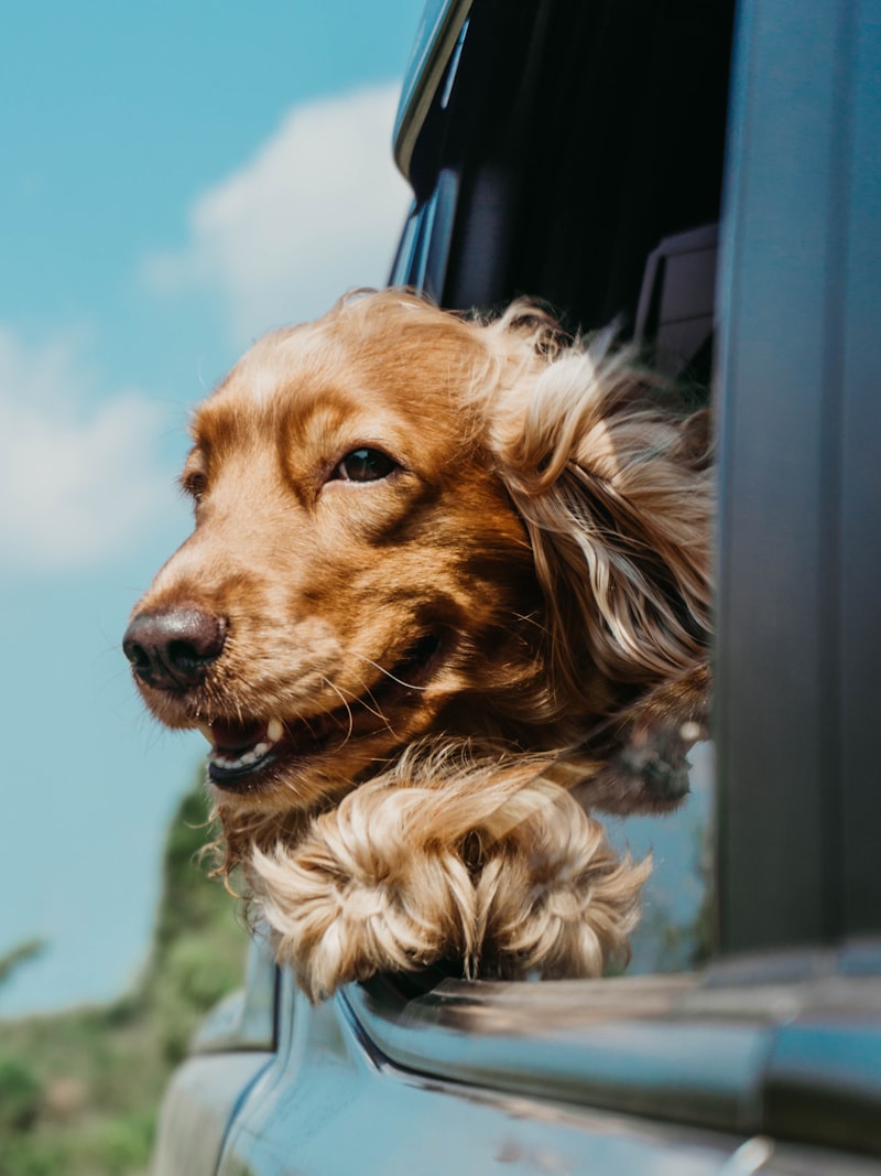 Pet Taxi Chislehurst