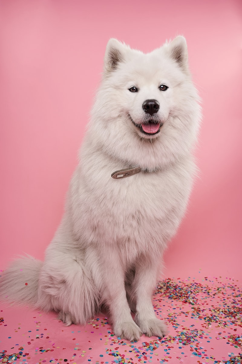 Puppy Care Chislehurst
